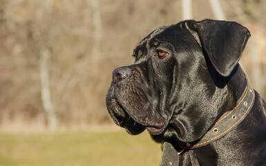 Black beautiful dog breed Cane Corso on a clear day.