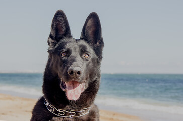 Black beautiful dog breed German Shepherd on the seashore.