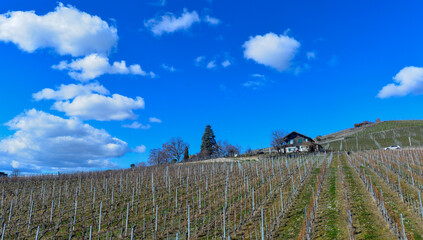 Fototapeta na wymiar Grandvaux, Weinbaugebiet im Kanton Waadt in der Schweiz