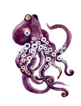 Watercolor octopus with flowers on the white backround. Realistic camouflage sea. sketches watercolor animal. illustration sea watercolor illustration animal sketch illustration wildlife.
