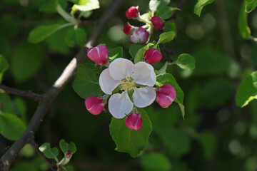 Obraz na płótnie Canvas Blooming apple tree in nature.