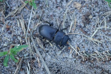 one big black beetle sits on gray sand in nature