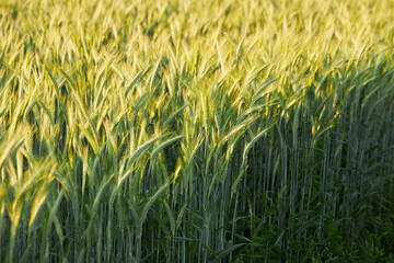 Barley field, Common Barley, Hordeum vulgare in a beautiful sunset light