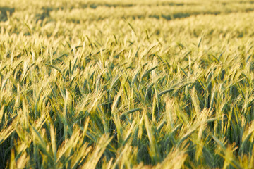 Barley field, Common Barley, Hordeum vulgare in a beautiful sunset light