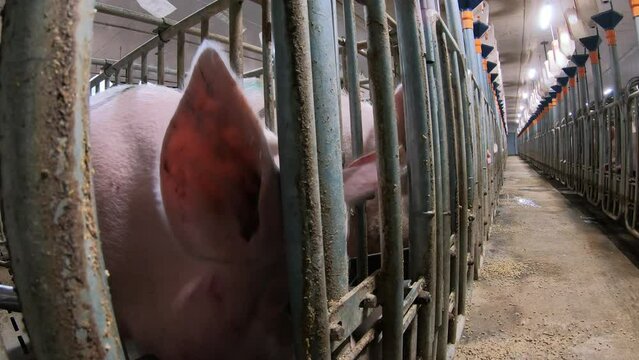 A pig farm with a large number of pigs. Modern agricultural pig farm