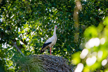 Storch im Horst mit Küken