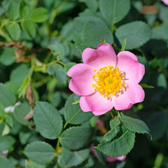 Blühende Hagebutten, Rosa canina, im Frühling