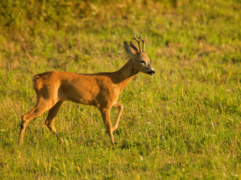 Roe Deer Rut