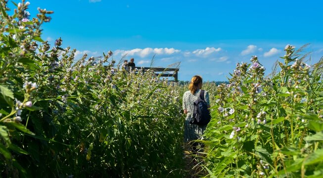 Echter Eibisch am Sehlendorfer Binnensee in Schleswig-Holstein