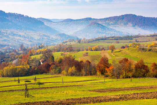 trees in colorful foliage on the rural fields. beautiful countryside landscape with grassy rolling hills of carpathian mountains in autumn. hazy atmosphere in the distant valley