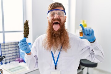 Redhead man with long beard working at scientist laboratory holding weed and cbd oil sticking...