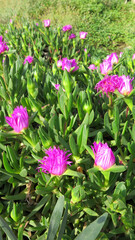 Hottentot-fig Ice Plant Flowers in full bloom