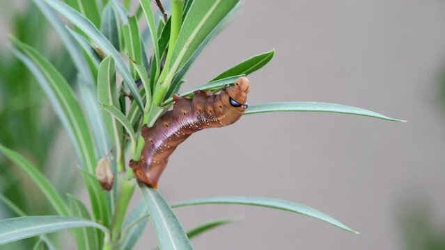 Caterpillar, brown with large fake blue eyes, eating a green leaf in the United Arab Emirates. Caterpillar of the Daphnis nerii eating a leaf, Closeup of Caterpillars of moths