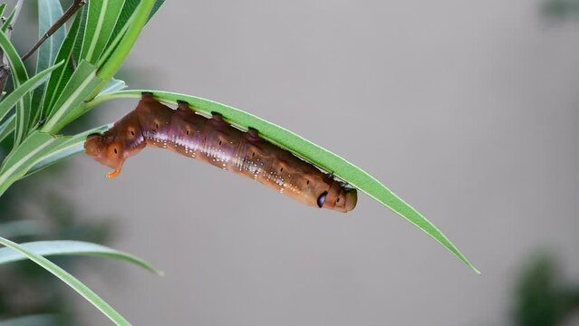 A caterpillar nestled beneath a lush green leaf in the United Arab Emirates. Caterpillar of the Daphnis nerii eating a leaf, Closeup of Caterpillars of moths