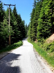 Paved road in the pine forest on mountain Zvijezda, Bosnia and Herzegovina