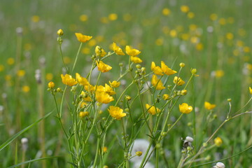 Obraz premium field of dandelions
