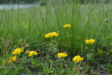 yellow dandelions in the grass