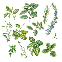 A set of Provencal herbs: basil, marjoram, rosemary, cumin. Watercolor illustration on a white background. kitchen slicers. Homemade spicy herbs. suitable for booklets, restaurant menus, design.