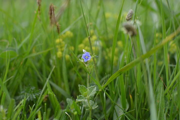 grass and blue flowers