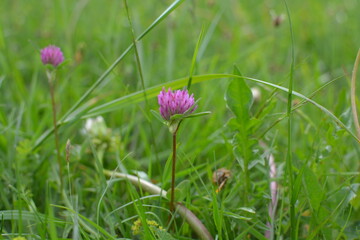 pink cosmos flower