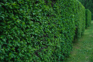 Hedge of evergreen shrubs next to a green lawn, no one. Home garden landscape, selective focus