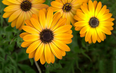 Fototapeta premium yellow flower