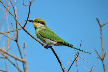 Swallow-tailed Bee-eater, Kgalagadi, South Africa