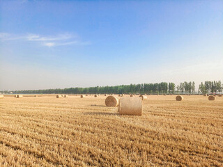 Fototapeta na wymiar A field with wheat straw bales after harvest on the sky background