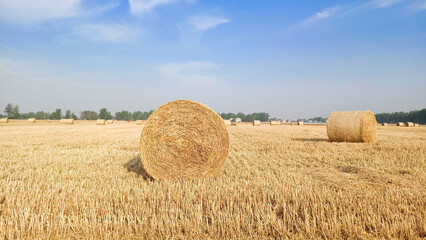 Fototapeta premium A field with wheat straw bales after harvest on the sky background