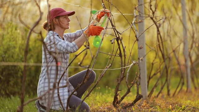 Caucasian woman gardener squatting near vineyard and working with tying stapler tool. Beautiful mature female taking care of grape sprigs in spring.