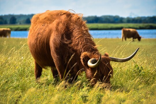 Hochlandrind im Naturschutzgebiet