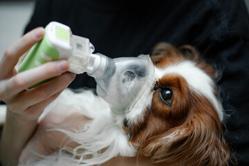 Veterinar doctor saving King Cavalier Charles coker spaniel dog mask inhalation nebulizer allergy,...