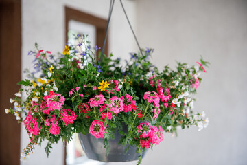 Fototapeta na wymiar Pot of petunia flowers hanging on tree. Colorful summer flower in garden