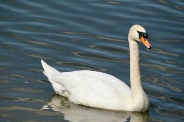 Swan