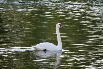 Swan