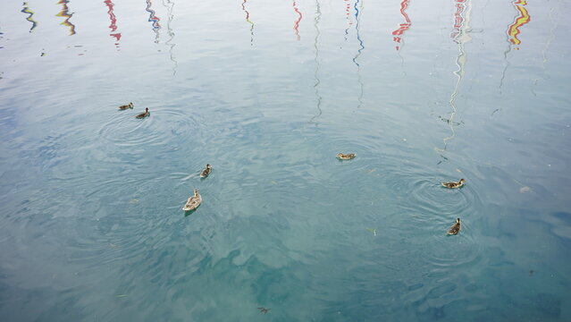 mallards from the touristic port of Sirmione on Lake Garda