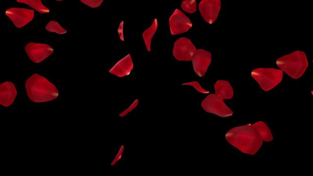 rose petals fall 5s-15s_loop