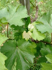 Feuille de vigne au printemps en pleine croissance
