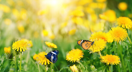 Butterflies on yellow dandelion flowers close up, natural blurred background. Beautiful dreamy...