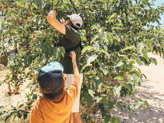 Tourists dad father man and his child son school kid boy reap crop harvest a mulberry berry from a tree, while taking a stroll outside.