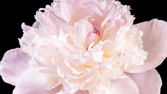 White Pink Peony Blooming in Time Lapse on a Black Background. Tender Flower Moving Pentals Close Up While Blossoming