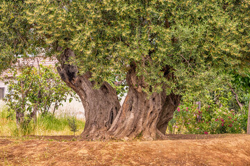 An old olive tree with a powerful trunk and a wide crown on the farm