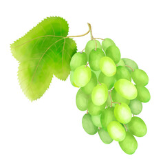Obraz premium Green grapes with a leaf painted illustration, isolated on a white background