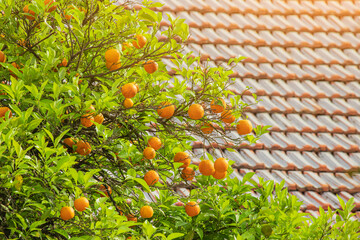 Citrus fruits of orange or mandarin ripen on tree branches in the garden or on the farm. The concept of a bountiful harvest