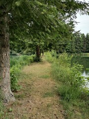 path in the forest