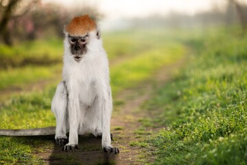 sitting cute monkey baby relaxes