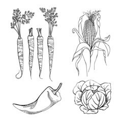 A set of vegetables from the garden: cabbage, carrots, peppers and corn