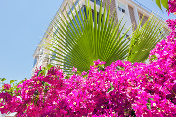 A flowering bougainvillea and a palm leaf on the background of an apartment or hotel. Real estate in tropical resort country