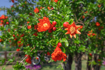 Obraz premium Blooming pomegranate - as an ornamental and agricultural plant. Close-up on a red flower at spring