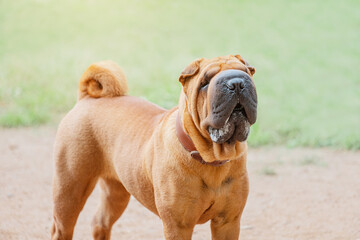 Shar Pei dog breed walking in park. Unusual and funny adorable pet from China. Adorable muzzle with...